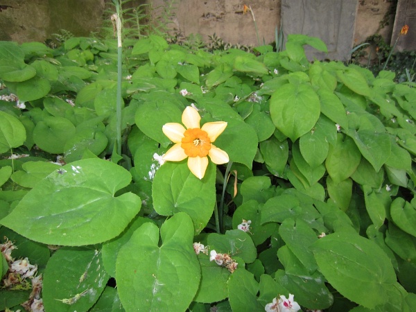 BUGA2011   135.jpg